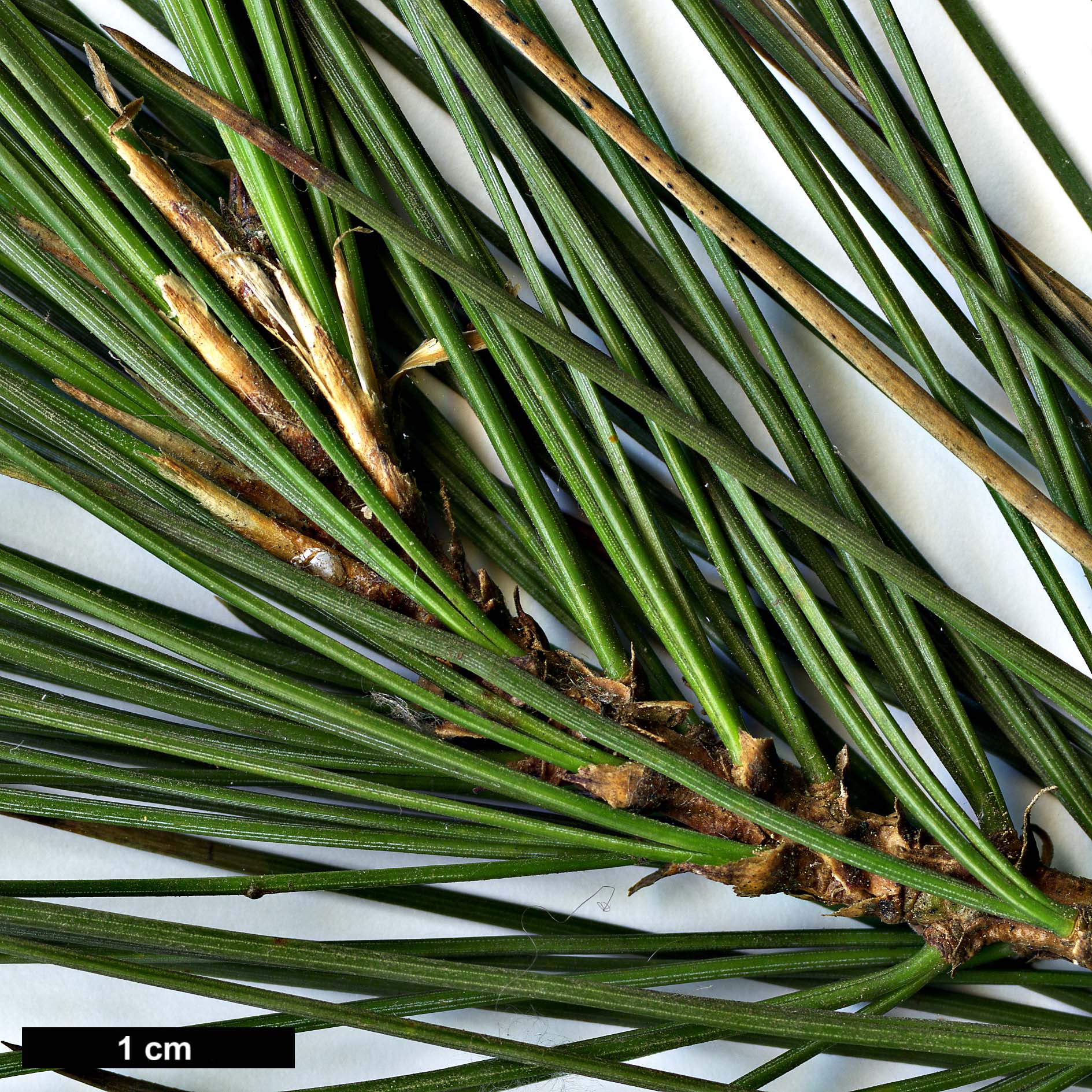 High resolution image: Family: Pinaceae - Genus: Pinus - Taxon: gerardiana 